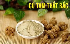 Bột tam thất bắc tại Quảng Ninh