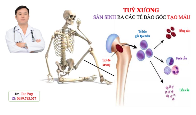 Cách sử dụng tam thất bắc