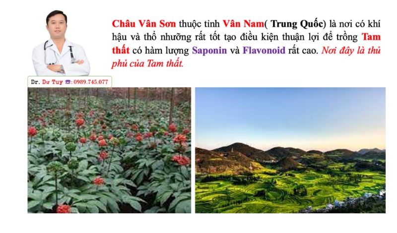 Cách sử dụng tam thất