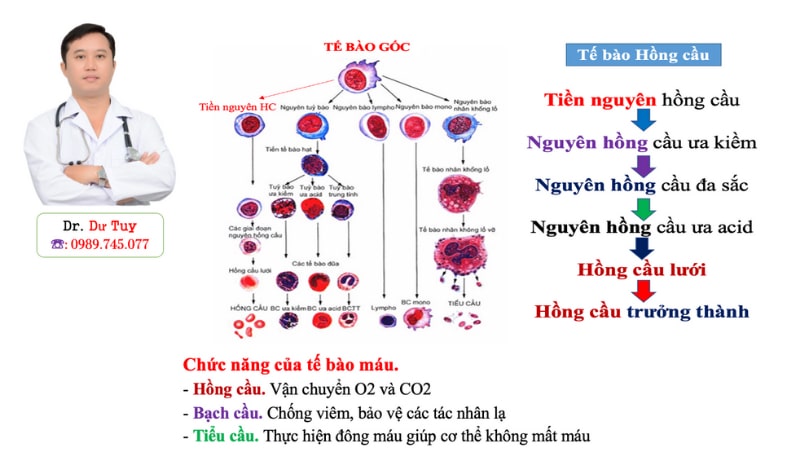 Củ tam thất bắc