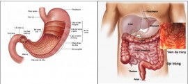 Bệnh viêm đại tràng có nguy hiểm không? Cách điều trị bệnh lý dạ dày đại tràng an toàn hiệu quả