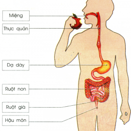 Thuốc điều trị dạ dày đại tràng an toàn hiệu quả tại Hải Dương